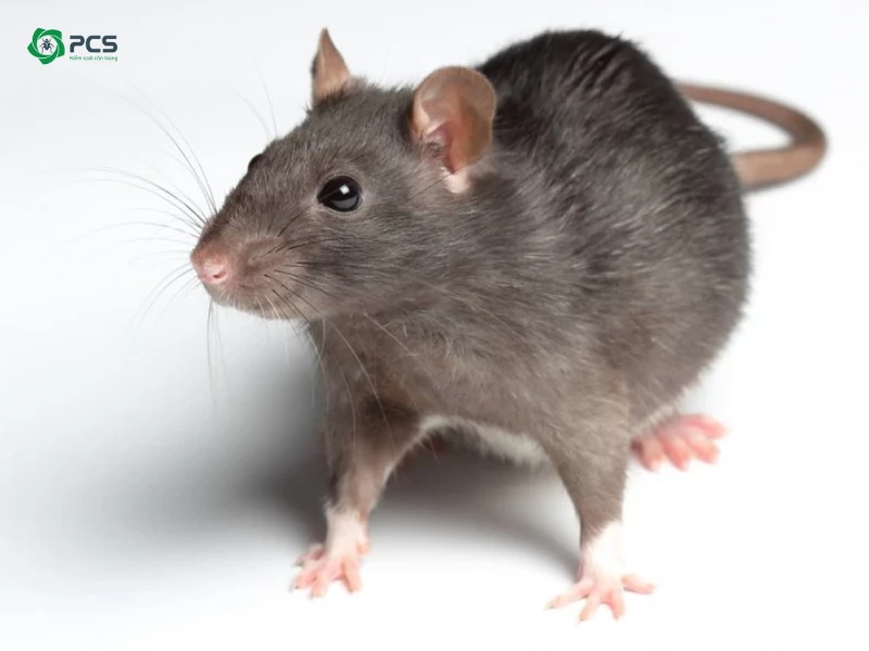 Công ty diệt chuột PCS - Diệt chuột tận gốc, giá rẻ nhất
