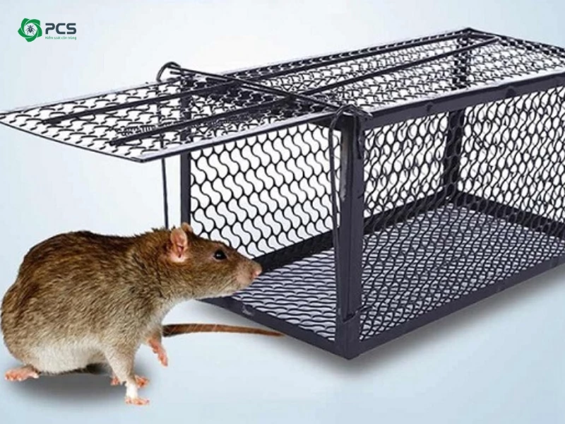 cách diệt chuột