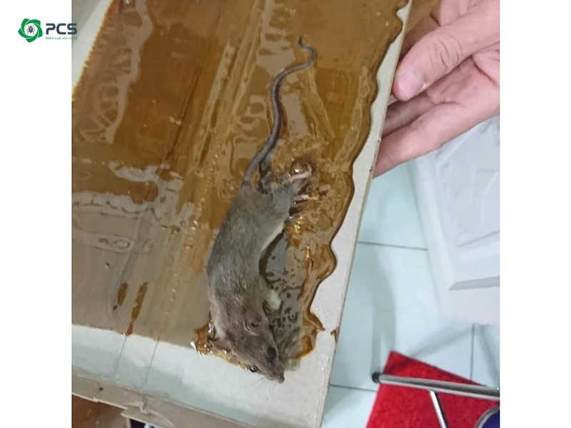 cách diệt chuột