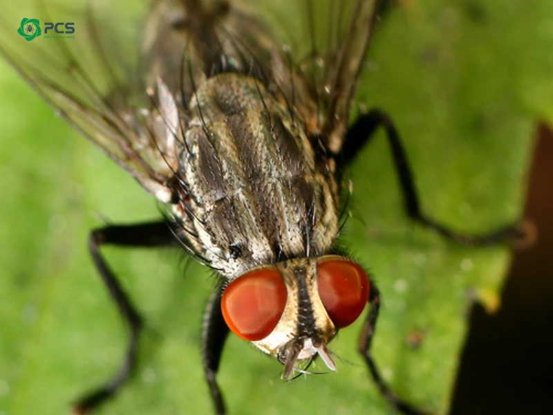 Kiểm soát ruồi số #1 | Bởi công ty diệt côn trùng PCS Việt Nam