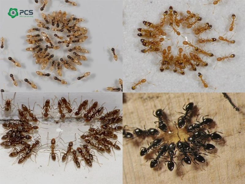 Gel diệt kiến là gì? Có nên dùng gel diệt kiến không?