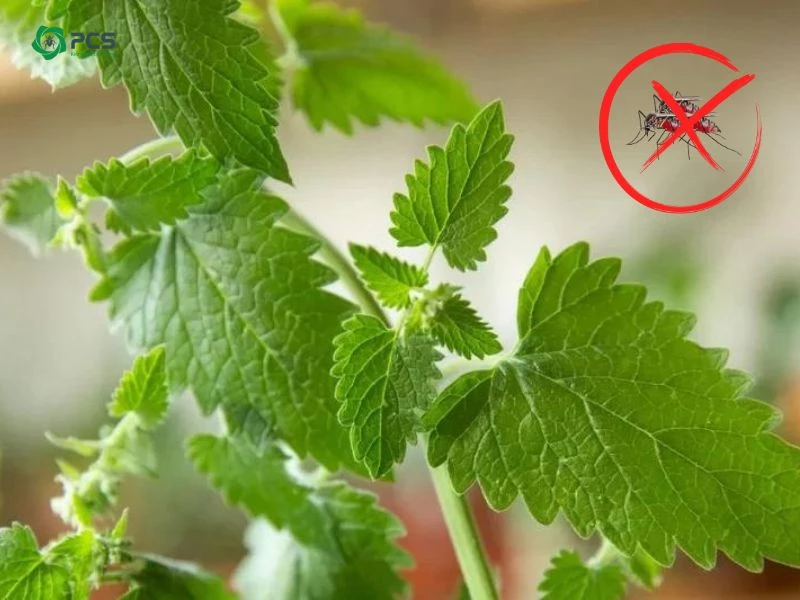 9 Cách diệt muỗi bằng phương pháp tự nhiên