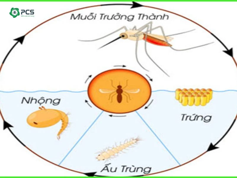 Diệt muỗi ở giai đoạn nào là hiệu quả nhất?