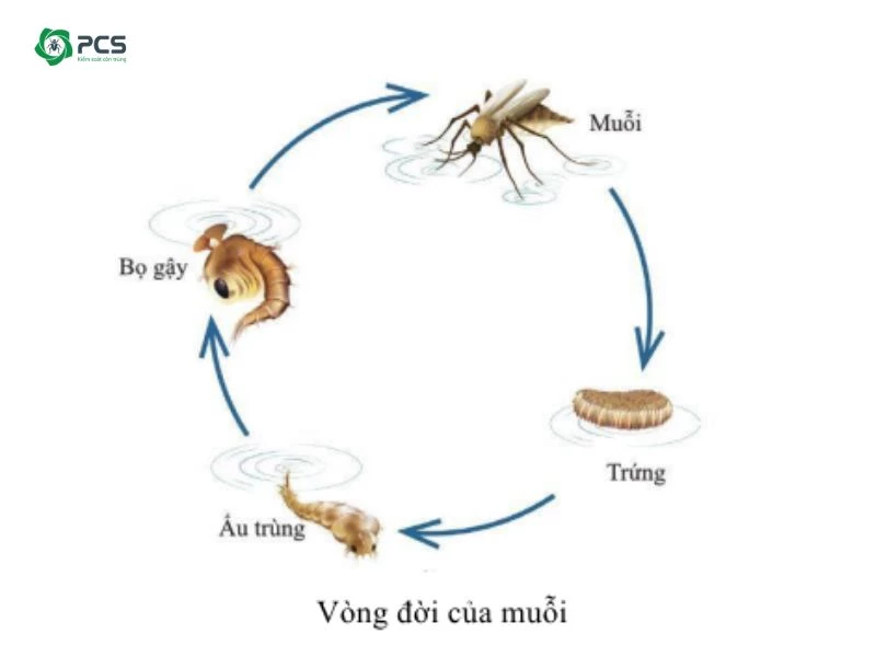 Diệt muỗi ở giai đoạn nào là hiệu quả nhất?