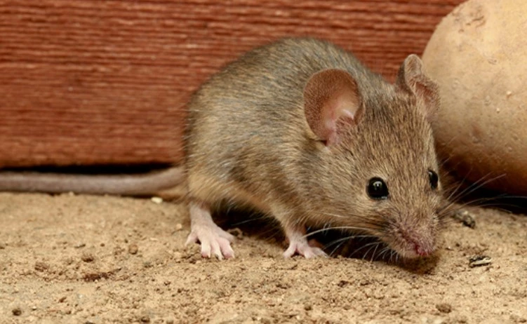 Cách diệt chuột hiệu quả với sự hỗ trợ của công ty diệt chuột chuyên nghiệp