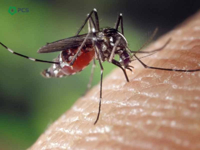 Dịch vụ diệt muỗi tại Bắc Ninh uy tín, giá tốt