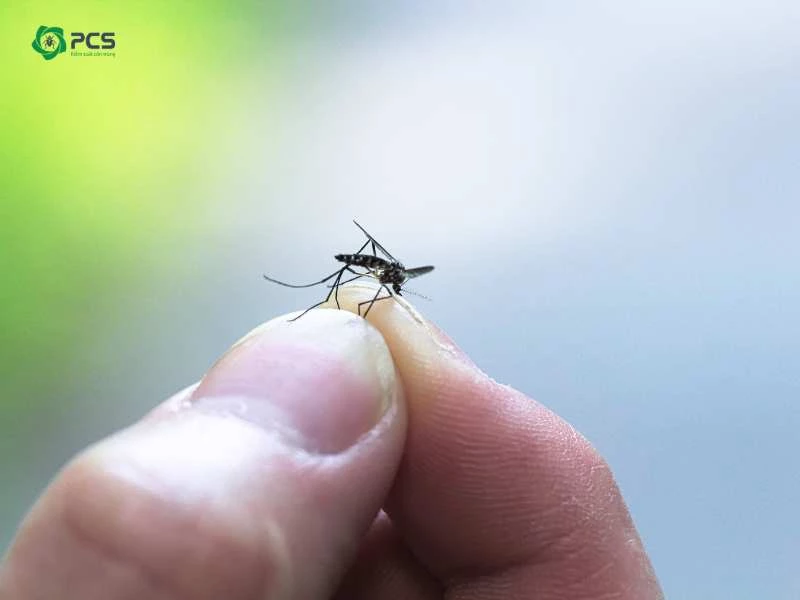 Dịch vụ phun thuốc diệt muỗi tại Bắc Giang giá tốt