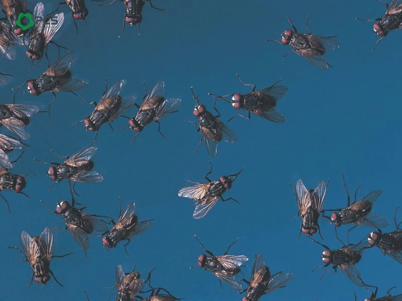 Dịch vụ diệt ruồi cống hiệu quả, giá tốt