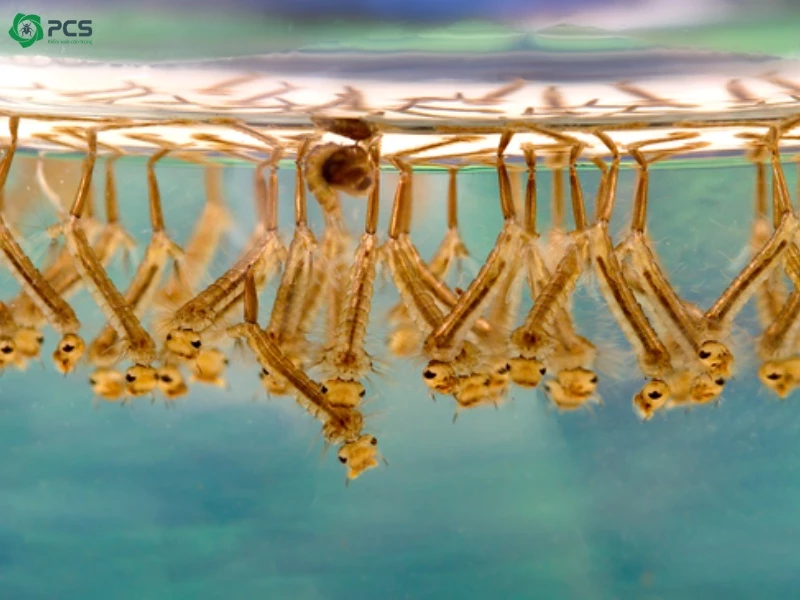Cách diệt loăng quăng trong chậu cây thủy sinh
