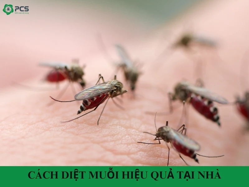 Khám phá 15 cách diệt muỗi hiệu quả tại nhà