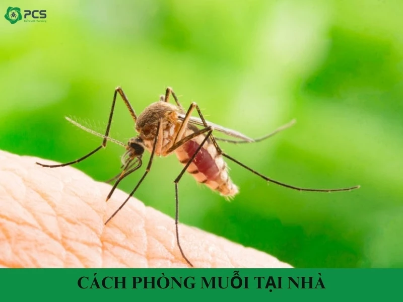 12 Cách phòng muỗi tại nhà hiệu quả & an toàn