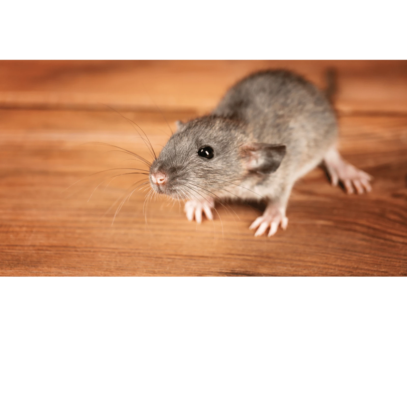 Tìm hiểu cách sử dụng thuốc diệt chuột hiệu quả