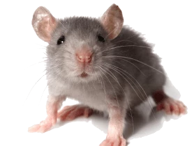 Kiểm soát Chuột