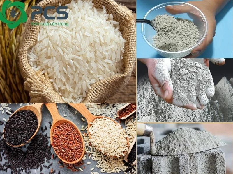 Cách diệt chuột bằng xi măng và gạo