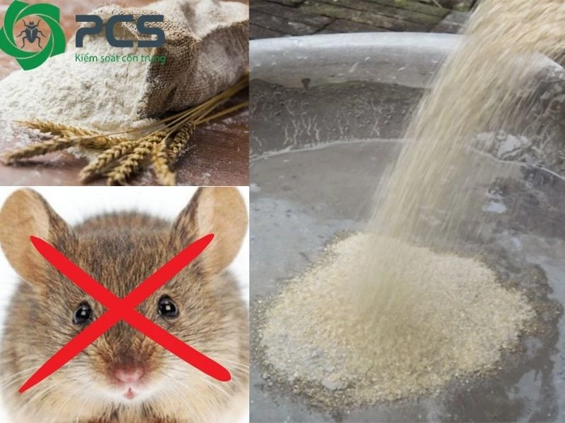Cách diệt chuột bằng xi măng và bột mì