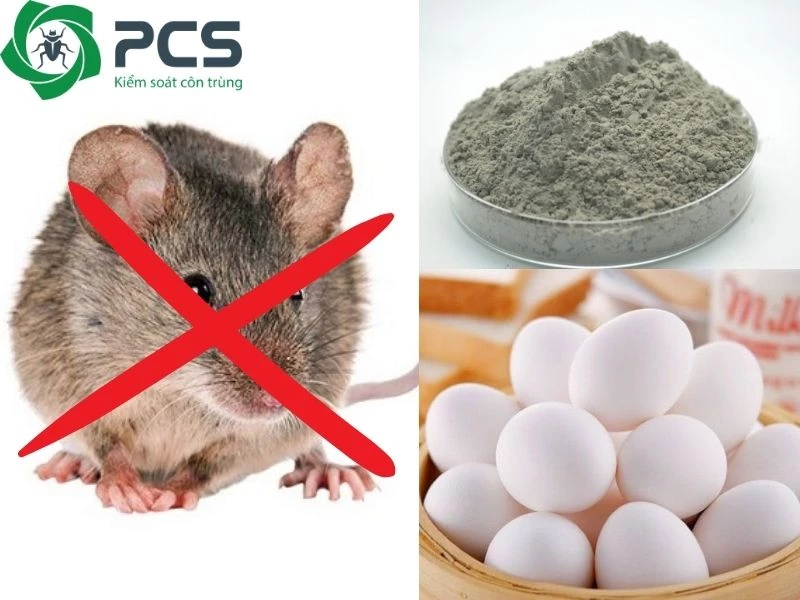 Cách diệt chuột bằng xi măng và trứng