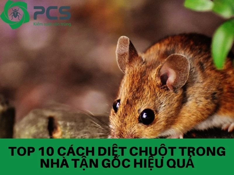 Top 10 Cách diệt chuột trong nhà hiệu quả tận gốc