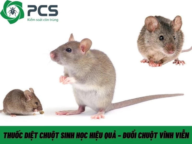 Thuốc diệt chuột sinh học hiệu quả – Đuổi chuột vĩnh viễn