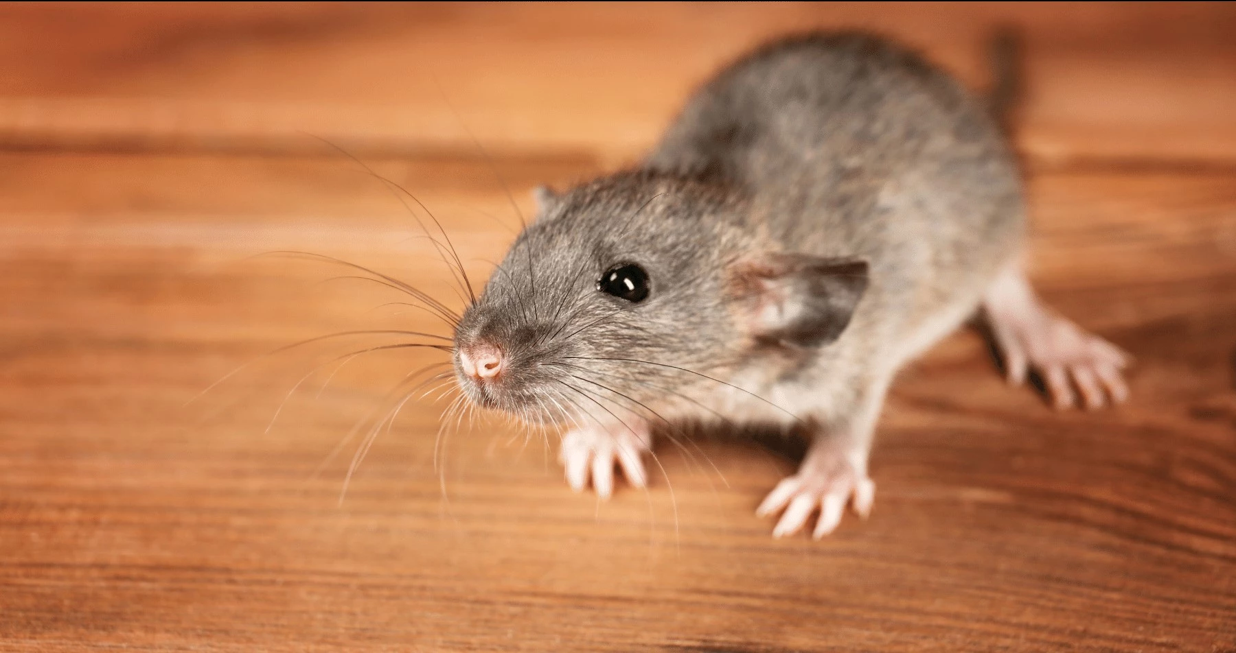 9 điều bạn cần biết để diệt chuột, đuổi chuột khỏi nhà hiệu quả