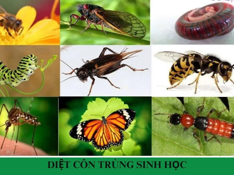 Diệt côn trùng sinh học là gì? có hiệu quả không?