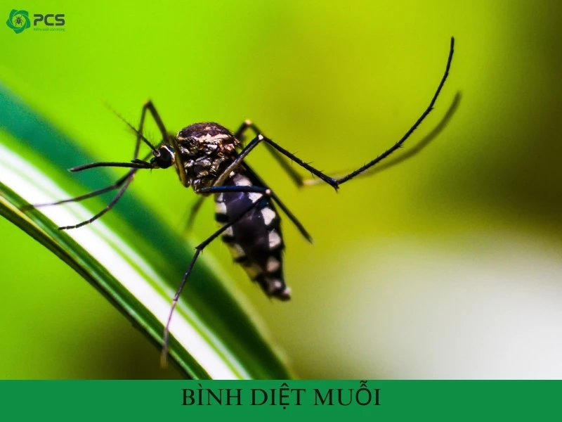 Bình diệt muỗi và những điều bạn cần biết