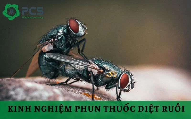 5 Kinh nghiệm phun thuốc diệt ruồi bảo vệ môi trường