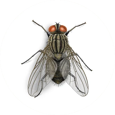 Vòng đời của ruồi - Tìm hiểu chi tiết tại đây