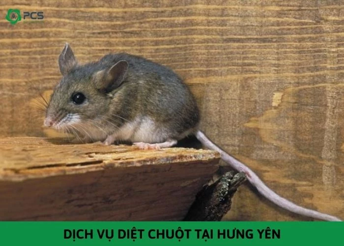 Dịch vụ diệt chuột tại Hưng Yên - Không hiệu quả hoàn tiền 100%