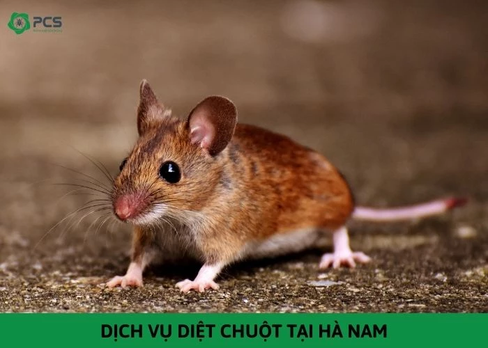 Dịch vụ diệt chuột tại Hà Nam - Diệt sạch chuột 100%
