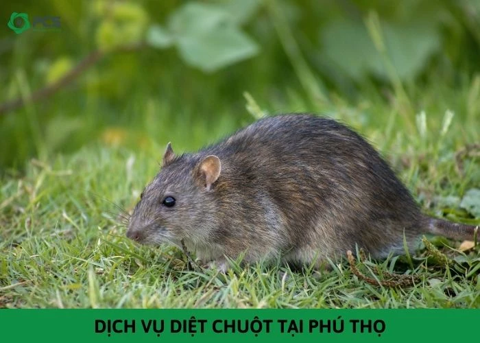 Dịch vụ diệt chuột tại Phú Thọ - Cam kết diệt sạch 100%