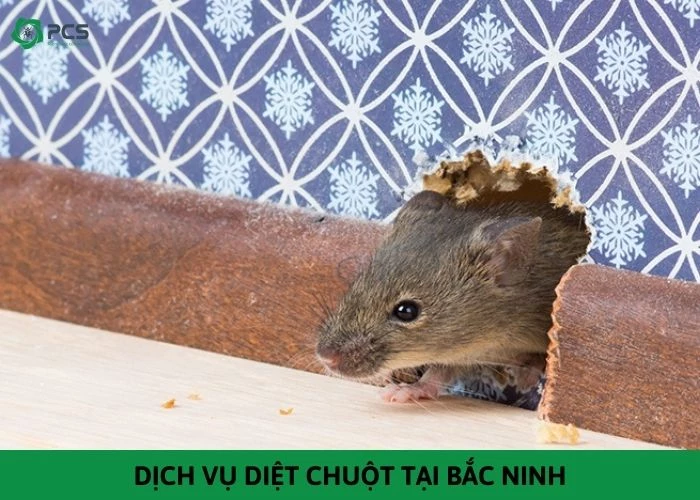 Dịch vụ diệt chuột tại Bắc Ninh - Hiệu quả 100% không độc hại