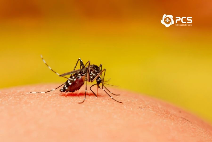 Muỗi là gì? Tổng hợp các thông tin về muỗi | PCS