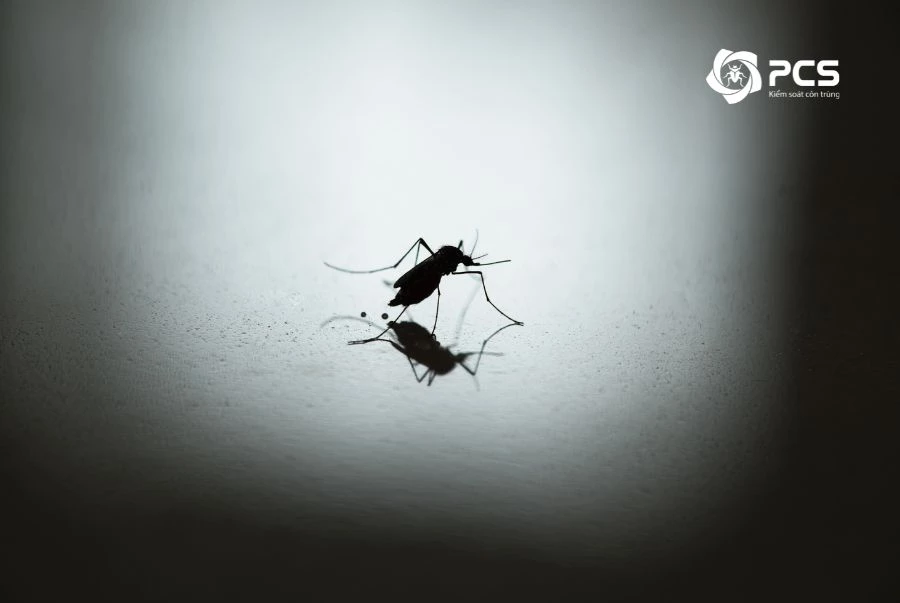 Muỗi tại Việt Nam | Loài Muỗi | PCS