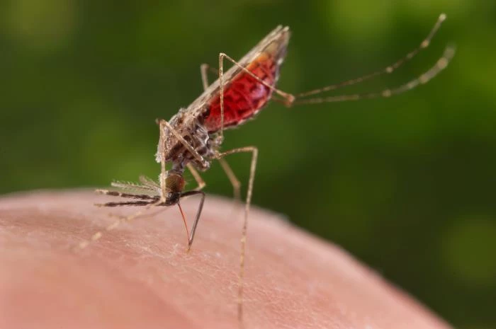 5 Cách giúp bạn diệt và kiểm soát muỗi tại doanh nghiệp