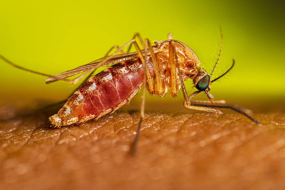 Kiểm soát muỗi trong cộng đồng, các loại thuốc diệt muỗi